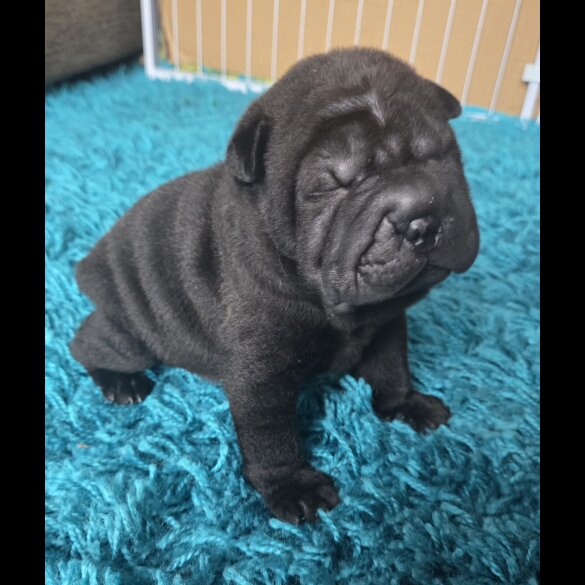 Shar Pei