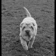 Shar Pei