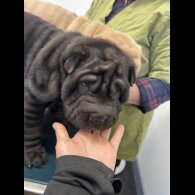 Shar Pei