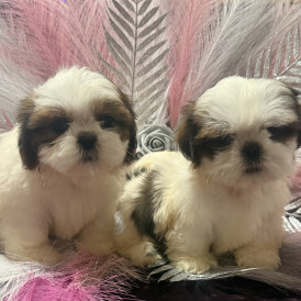 Shih Tzu