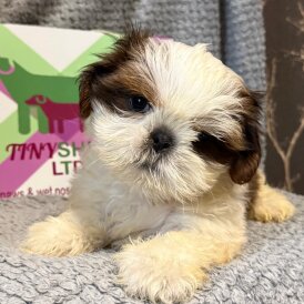 Shih Tzu