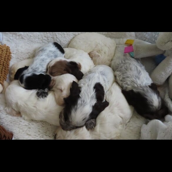 Cocker Spaniel (Show)