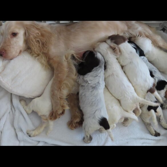 Cocker Spaniel (Show)