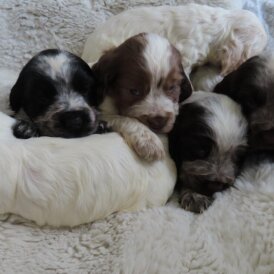Cocker Spaniel (Show)
