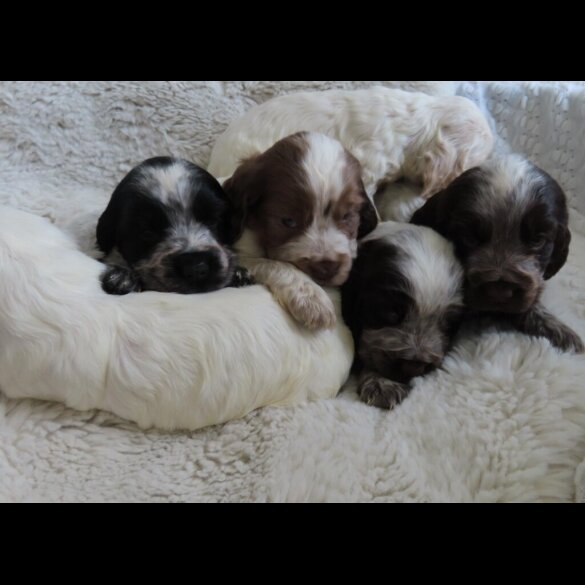 Cocker Spaniel (Show)