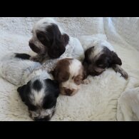 Cocker Spaniel (Show)