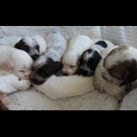 Cocker Spaniel (Show)
