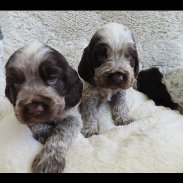 Cocker Spaniel (Show)