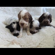 Cocker Spaniel (Show)
