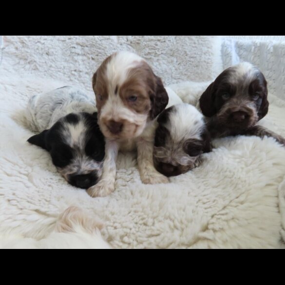 Cocker Spaniel (Show)