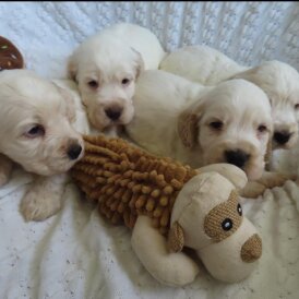 Cocker Spaniel (Show)