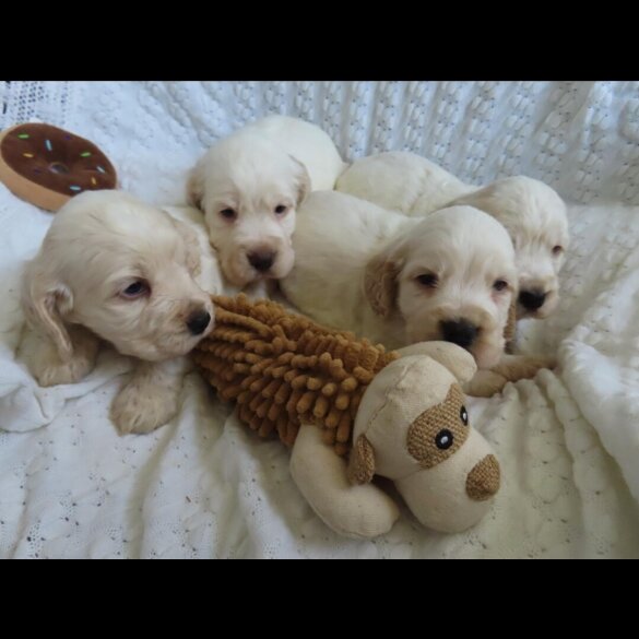 Cocker Spaniel (Show)