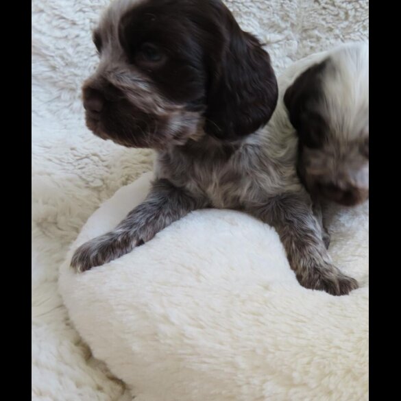 Cocker Spaniel (Show)