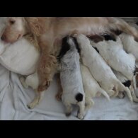 Cocker Spaniel (Show)