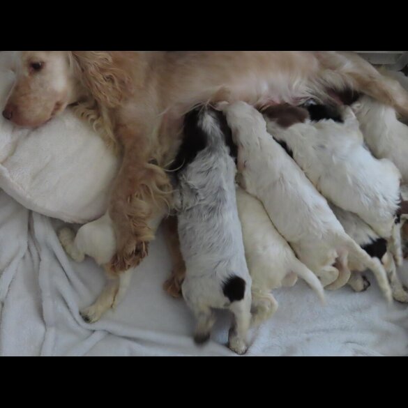 Cocker Spaniel (Show)