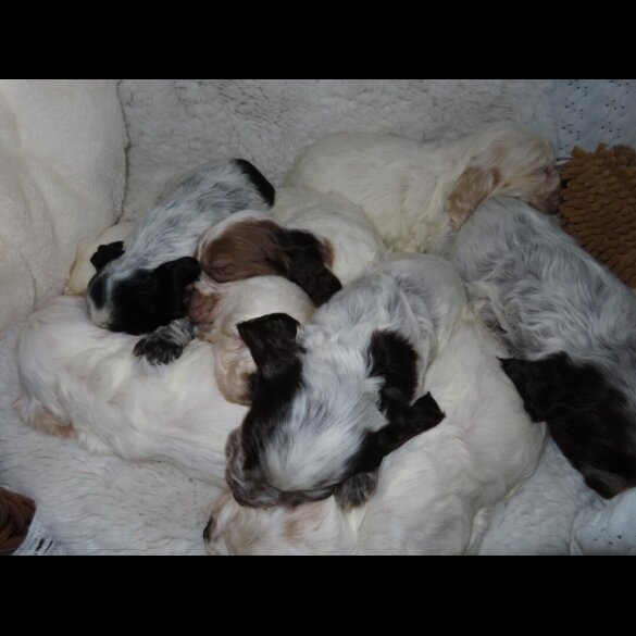 Cocker Spaniel (Show)