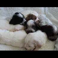 Cocker Spaniel (Show)