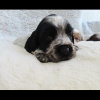 Cocker Spaniel (Show)