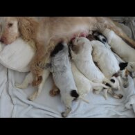Cocker Spaniel (Show)