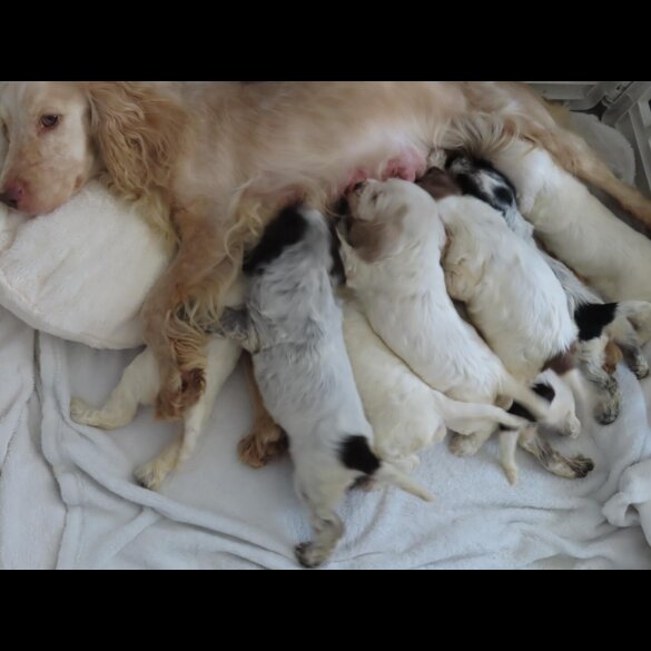 Cocker Spaniel (Show)