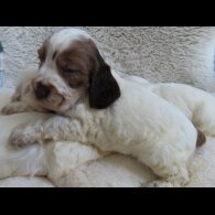 Cocker Spaniel (Show)
