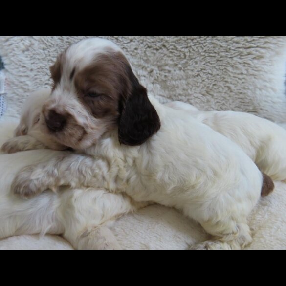 Cocker Spaniel (Show)