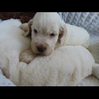 Cocker Spaniel (Show)