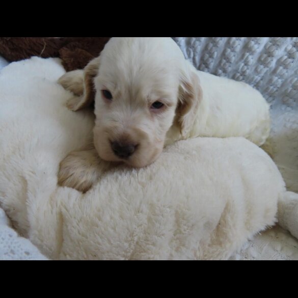 Cocker Spaniel (Show)
