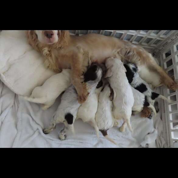 Cocker Spaniel (Show)
