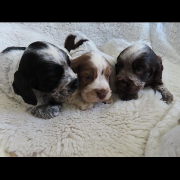 Cocker Spaniel (Show)