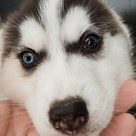 Siberian Husky