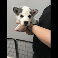 Siberian Husky