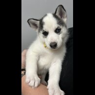 Siberian Husky