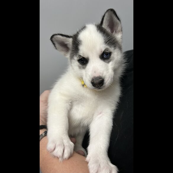 Siberian Husky