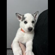 Siberian Husky