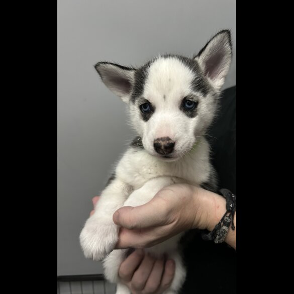 Siberian Husky