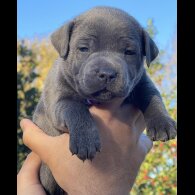 Staffordshire Bull Terrier