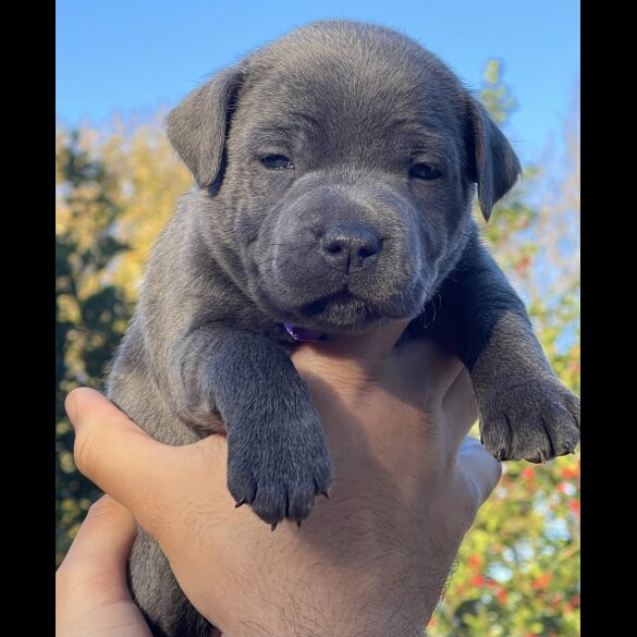 Staffordshire Bull Terrier