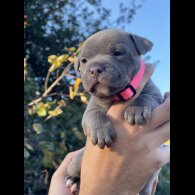 Staffordshire Bull Terrier