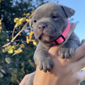 Staffordshire Bull Terrier