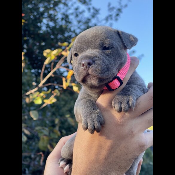 Staffordshire Bull Terrier