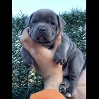 Staffordshire Bull Terrier