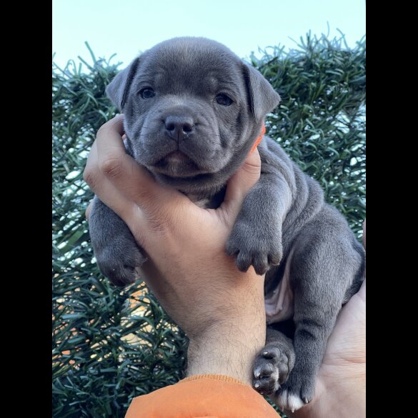 Staffordshire Bull Terrier