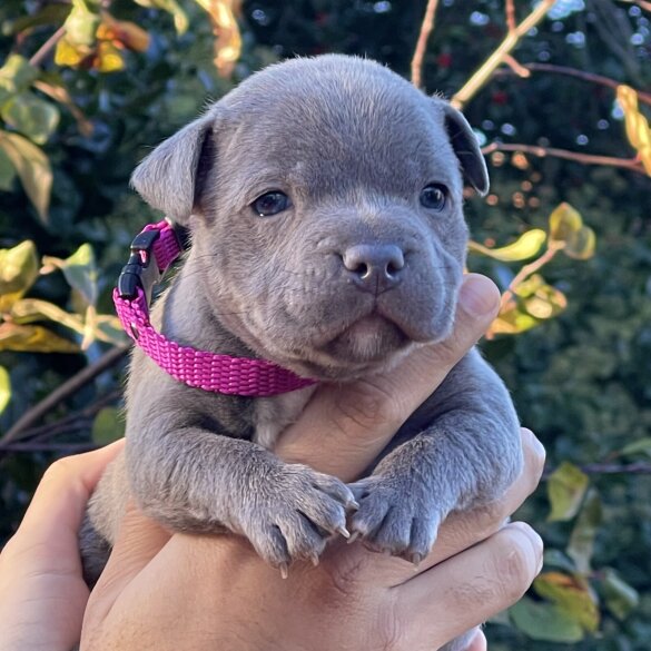 Staffordshire Bull Terrier