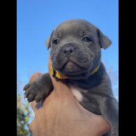 Staffordshire Bull Terrier