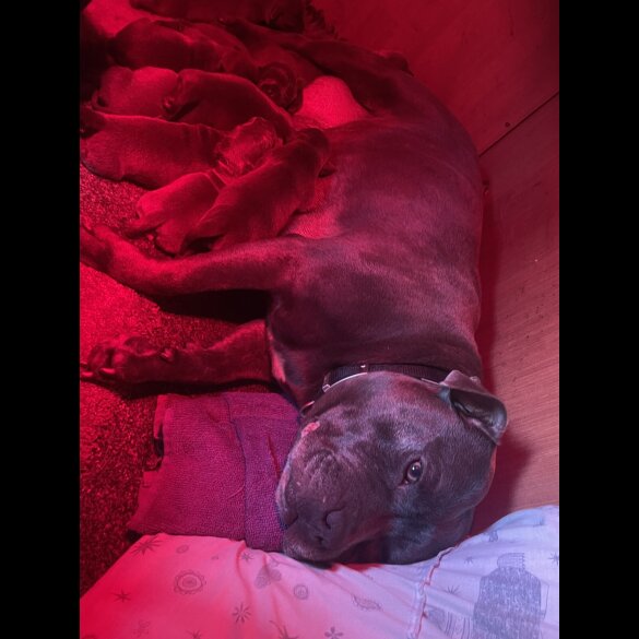 Staffordshire Bull Terrier