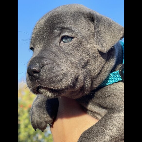 Staffordshire Bull Terrier