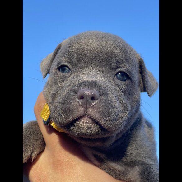 Staffordshire Bull Terrier