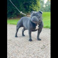Staffordshire Bull Terrier