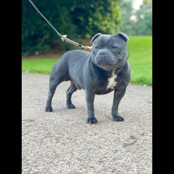 Staffordshire Bull Terrier